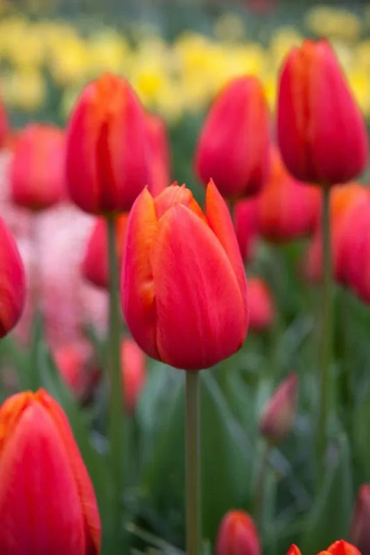 Tulip Orange Cassini (15 bulbs) – Vibrant Tangerine Tulips for Spring Plants By Post