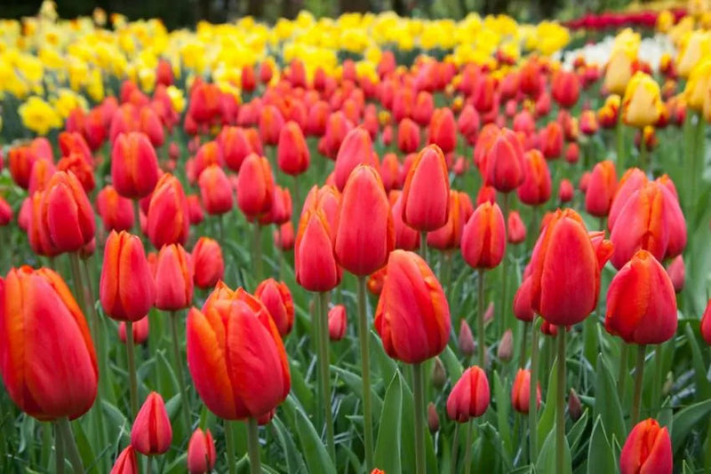 Tulip Orange Cassini (15 bulbs) – Vibrant Tangerine Tulips for Spring Plants By Post