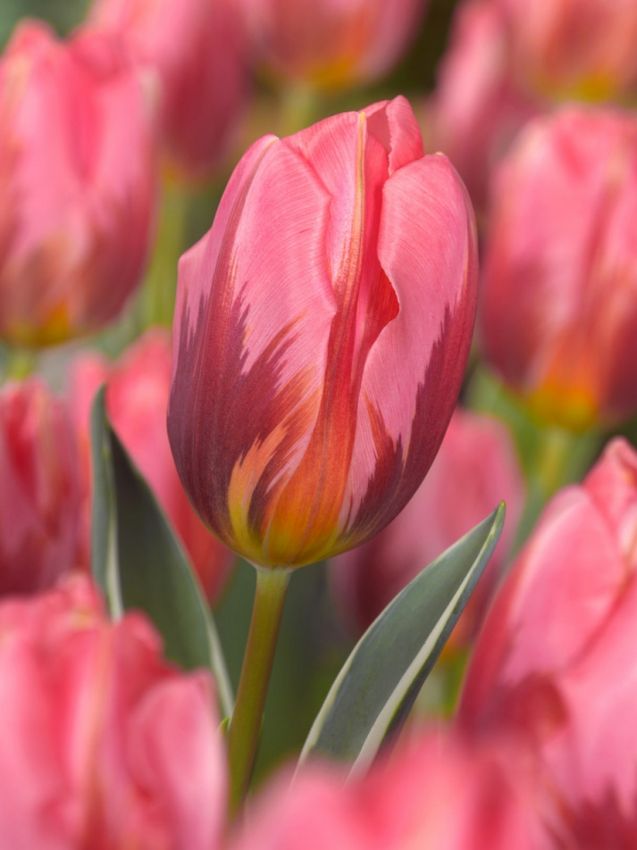 Tulip ‘Pretty Princess’ – Triumph Tulip (15 Bulbs per Bag) The Rose Press Garden