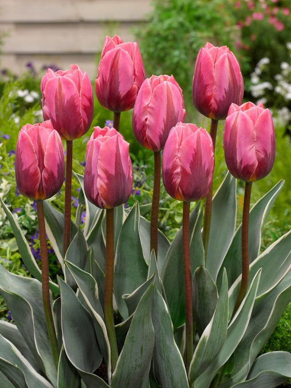 Tulip ‘Pretty Princess’ – Triumph Tulip (15 Bulbs per Bag) Plants By Post