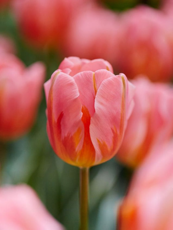 Tulip ‘Pretty Princess’ – Triumph Tulip (15 Bulbs per Bag) Plants By Post