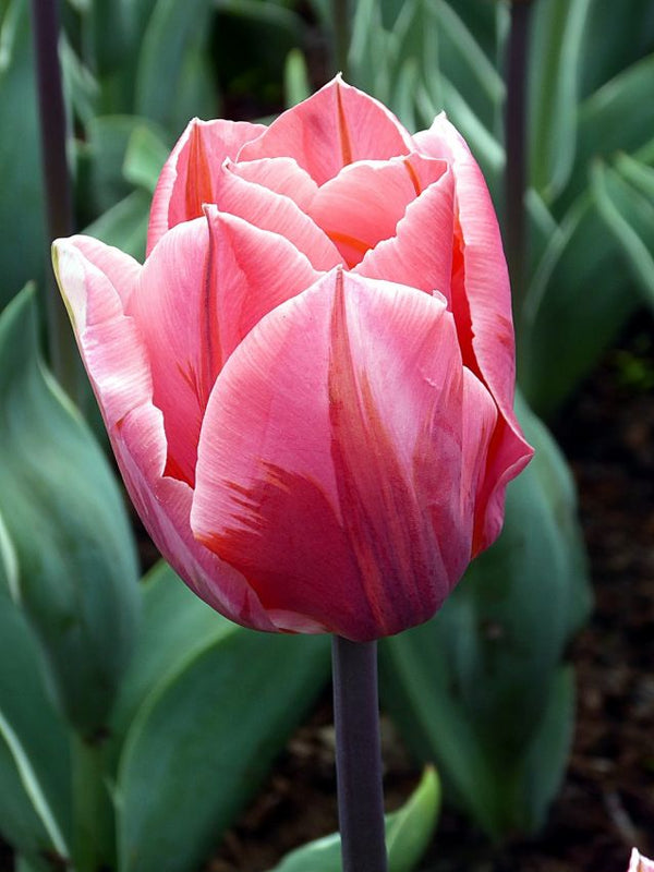 Tulip ‘Pretty Princess’ – Triumph Tulip (15 Bulbs per Bag) Plants By Post