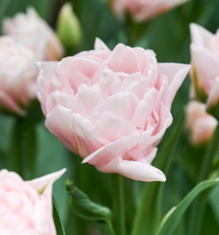 Tulip 'Dreamer' (15 Bulbs) Plants By Post