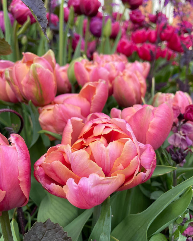 Tulip 'Pink Star' (15 Bulbs) Plants By Post