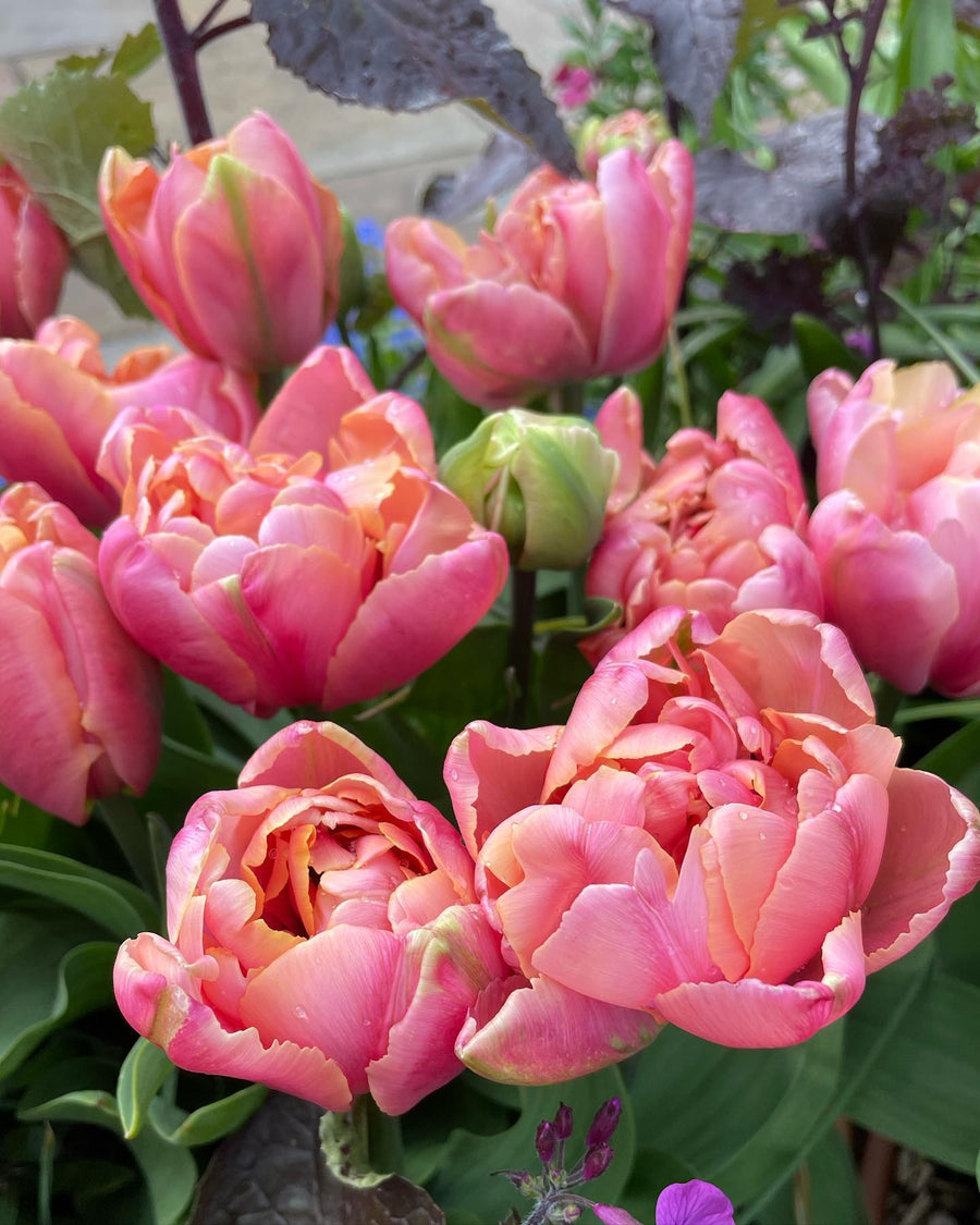 Tulip 'Pink Star' (15 Bulbs) The Rose Press Garden