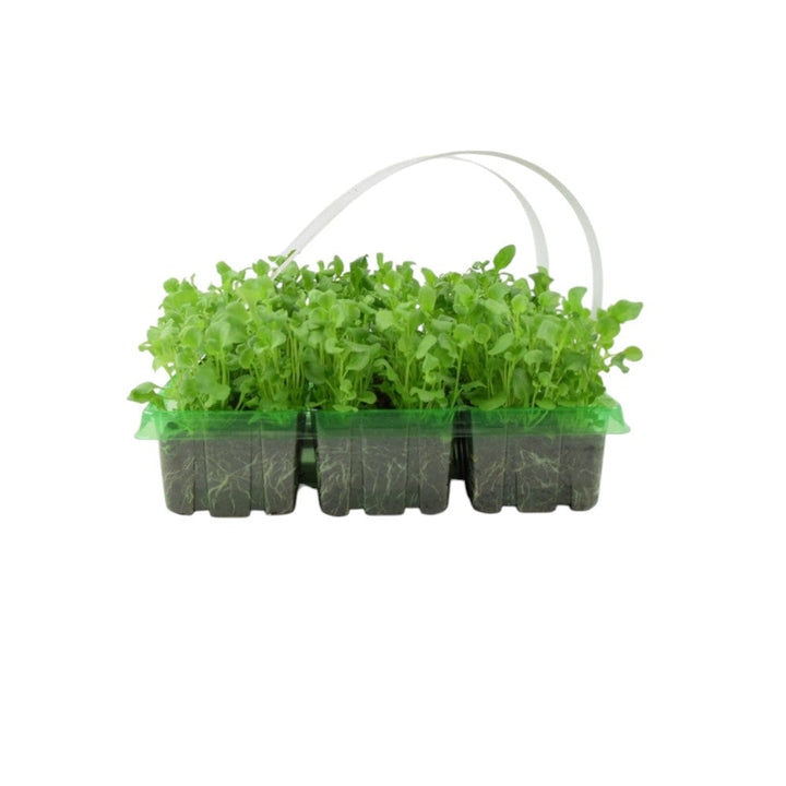 Lobelia Bush White 6 Pack x 2 - 12 Plants Elegant Summer Blooms Ready to Plant plants by post
