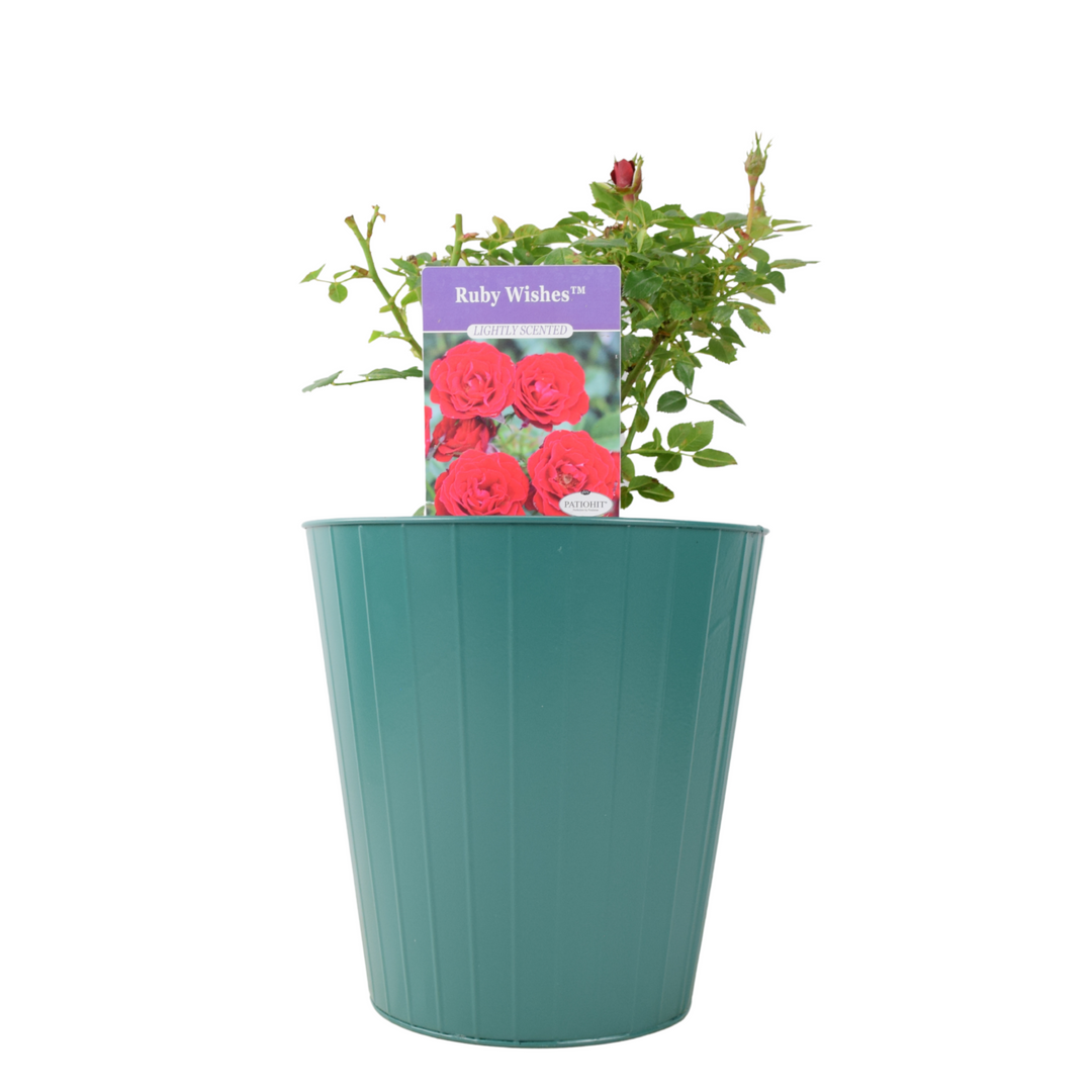 Ruby Wishes Rose (Bush) – 5.5L Pot – Compact Patio Rose with Rich Red Blooms Plants By Post