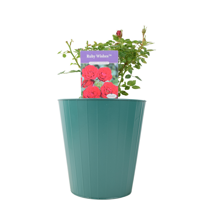 Ruby Wishes Rose (Bush) – 5.5L Pot – Compact Patio Rose with Rich Red Blooms Plants By Post
