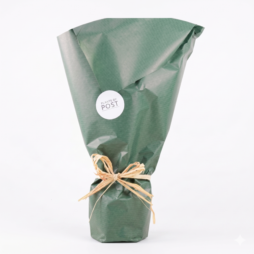 Gift Wrap for Plant Gifts – Perfect Finishing Touch for All Occasions