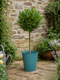 Bay Tree Standard – 90cm Tall Hardy Evergreen Laurus Nobilis for Pots & Borders