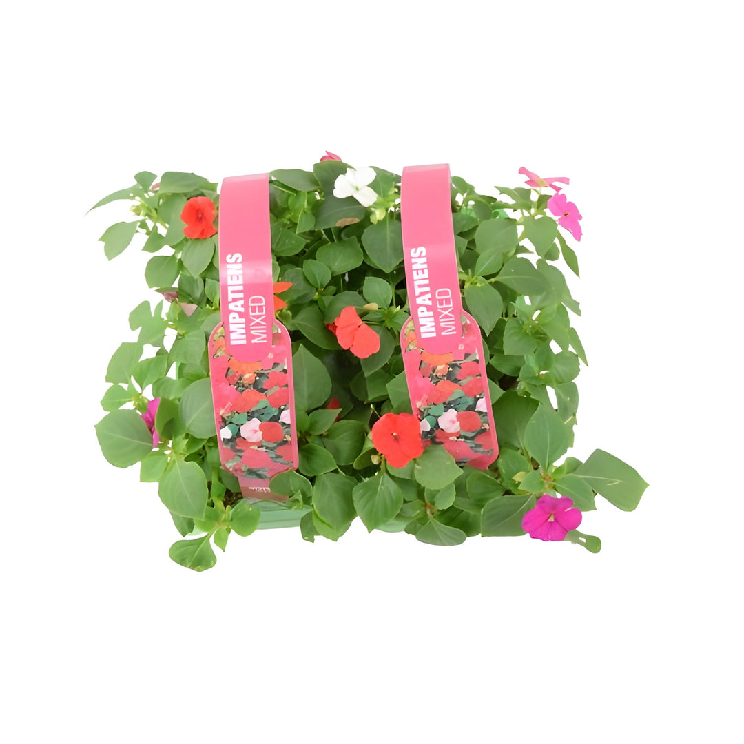 Impatiens Mixed 6 Pack x 2 - 12 Plants Colourful & Shade-Loving Flowers plants by post