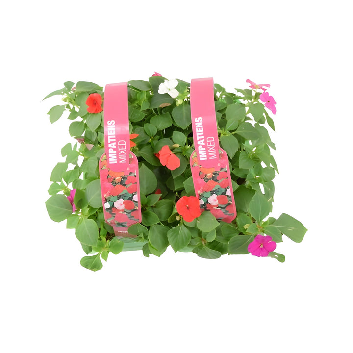 Impatiens Mixed 6 Pack x 2 - 12 Plants Colourful & Shade-Loving Flowers plants by post