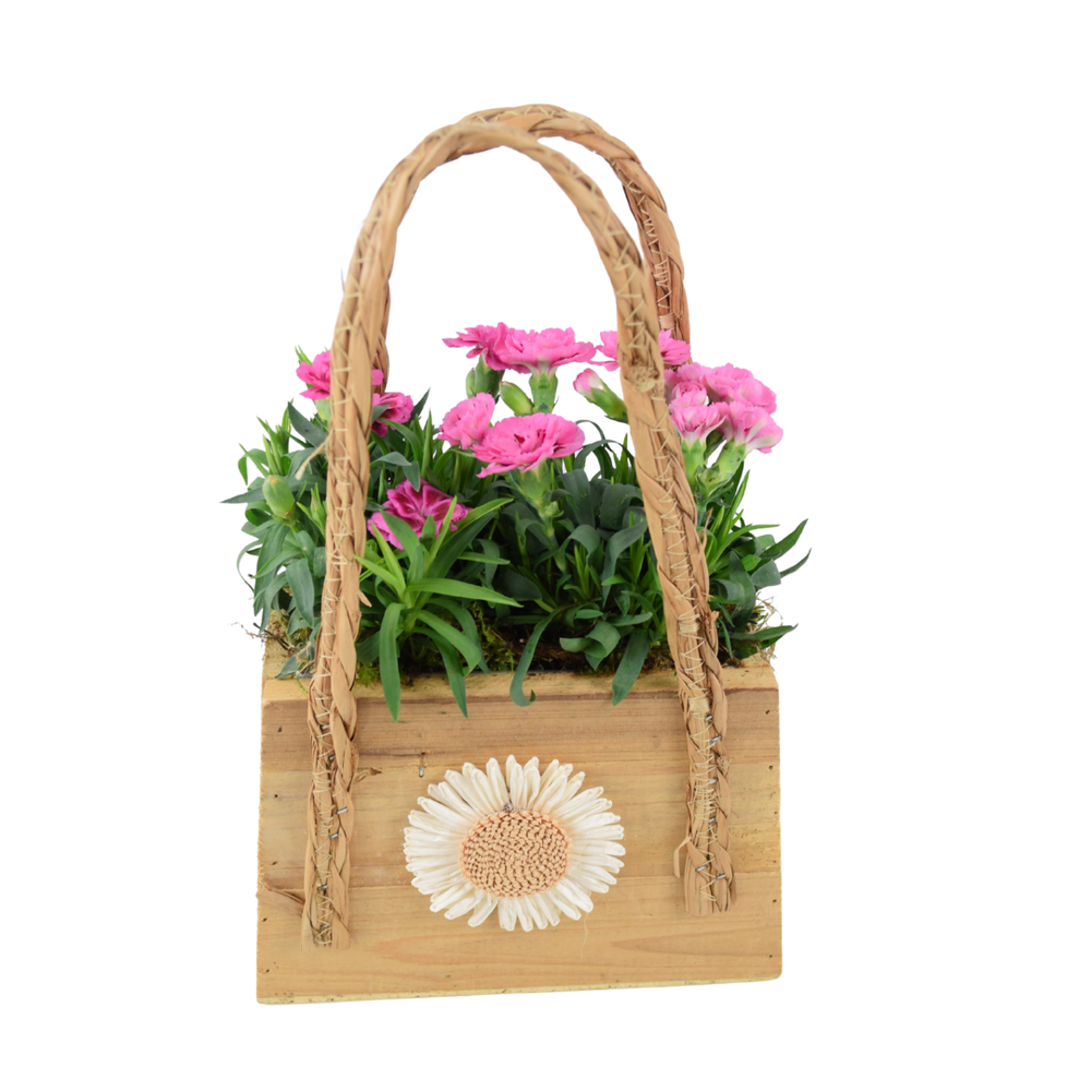 Dianthus Wooden Handbag Planter Plants By Post
