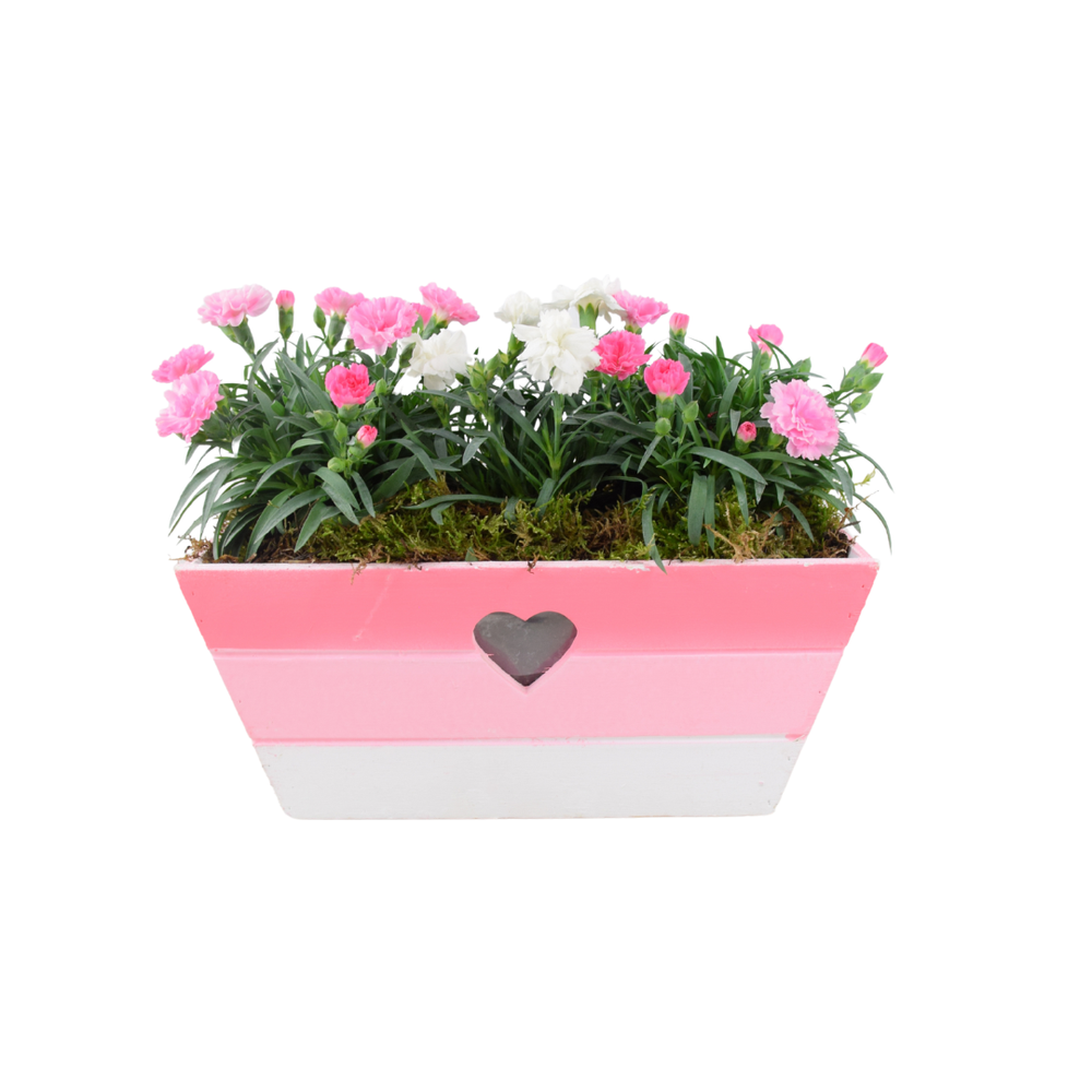 Large Pink Heart Wooden Trough – Planted with Seasonal Dianthus Plants By Post
