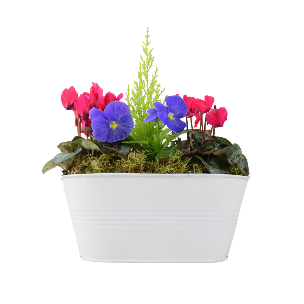 Seasonally Planted White Trough – Mixed Winter Flowers & Decorative Conifer Plants By Post