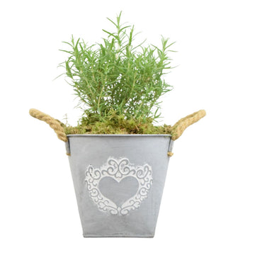 Rosemary in Heart Logo Tin with Moss Rim – Aromatic Herb Plant Gift Plants By Post