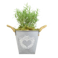 Rosemary in Heart Logo Tin with Moss Rim – Aromatic Herb Plant Gift Plants By Post