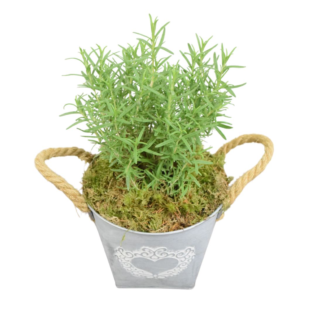 Rosemary in Heart Logo Tin with Moss Rim – Aromatic Herb Plant Gift Plants By Post
