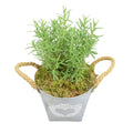 Rosemary in Heart Logo Tin with Moss Rim – Aromatic Herb Plant Gift Plants By Post