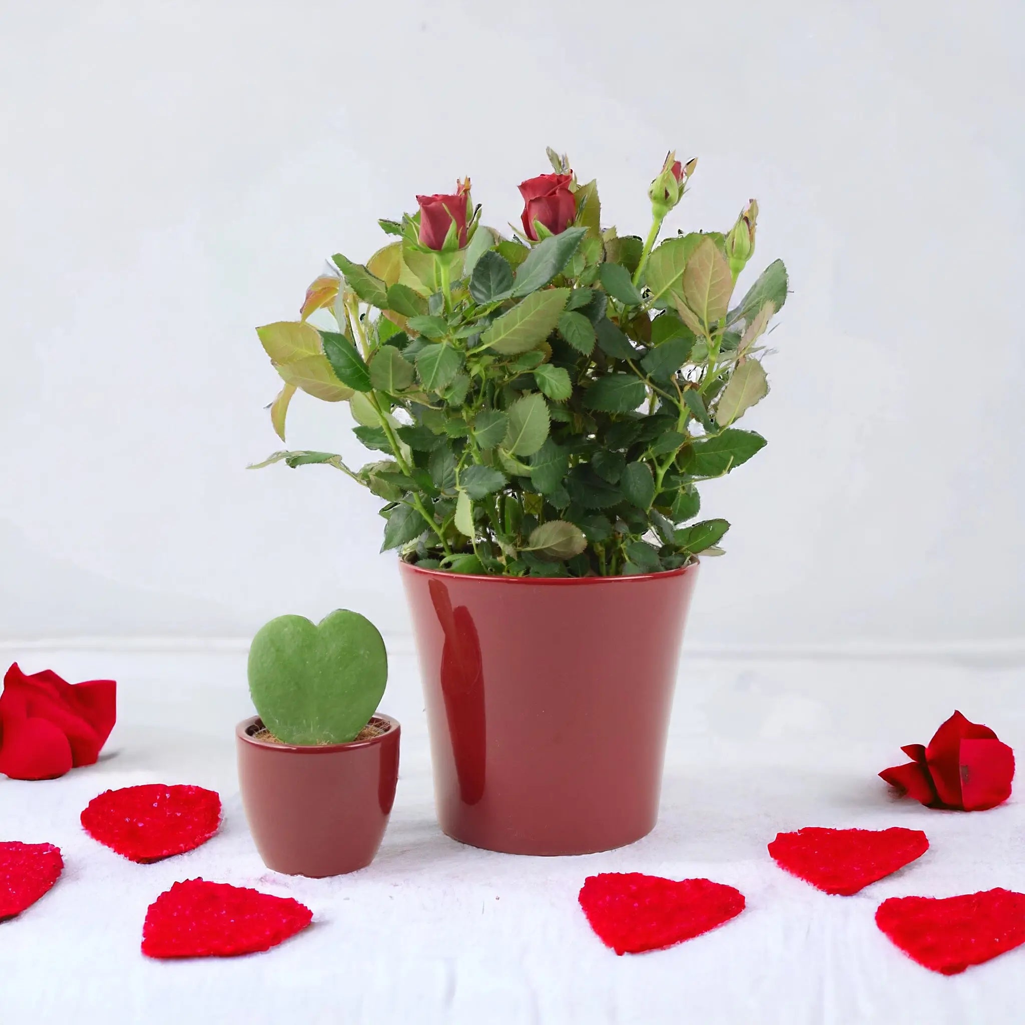 Valentines Day Plants