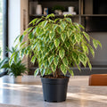 Ficus Twilight Weeping Fig 5L – Variegated Indoor Houseplant Plants By Post
