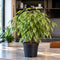 Nursery Pot