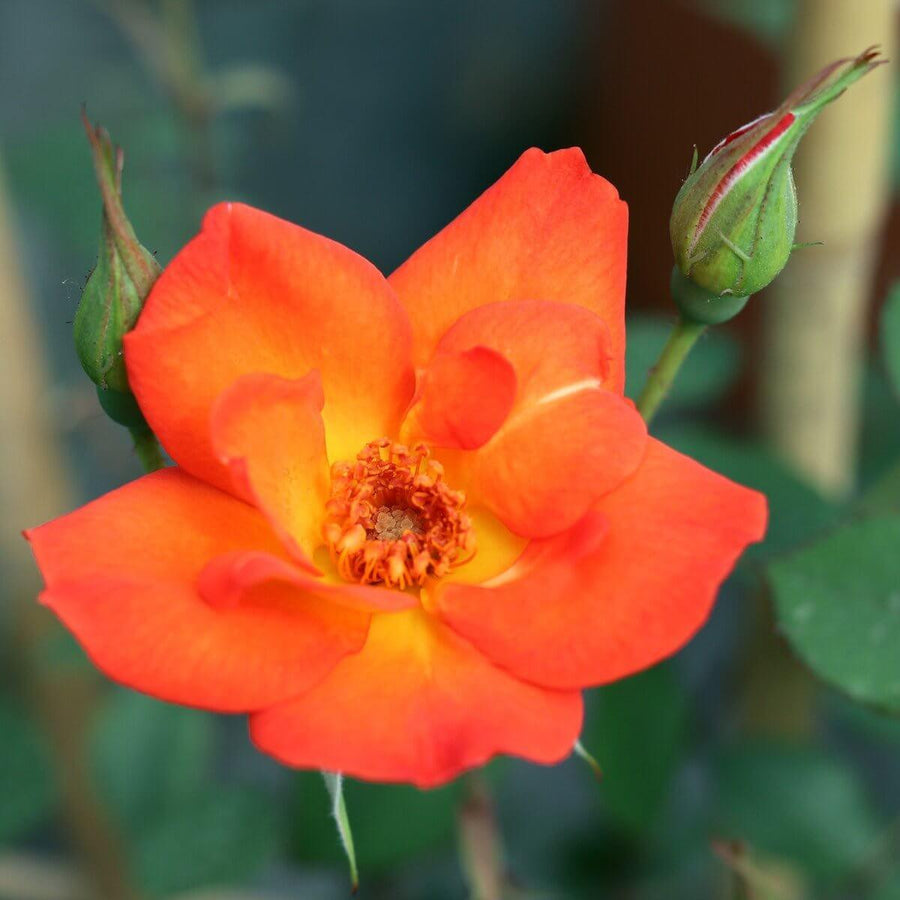 Warm Welcome Rose – 5.5L Pot – Compact Orange Climbing Rose Plants By Post