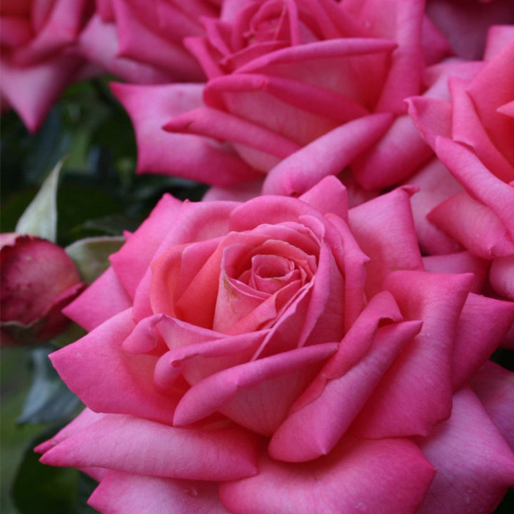 Wedding Bells Plants By Post