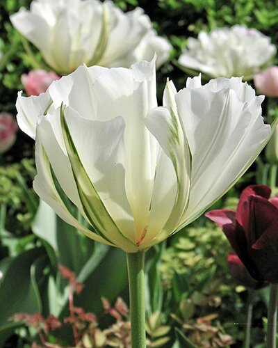 Tulipa White Emperor (15 bulbs) – Creamy White Early Tulips The Rose Press Garden