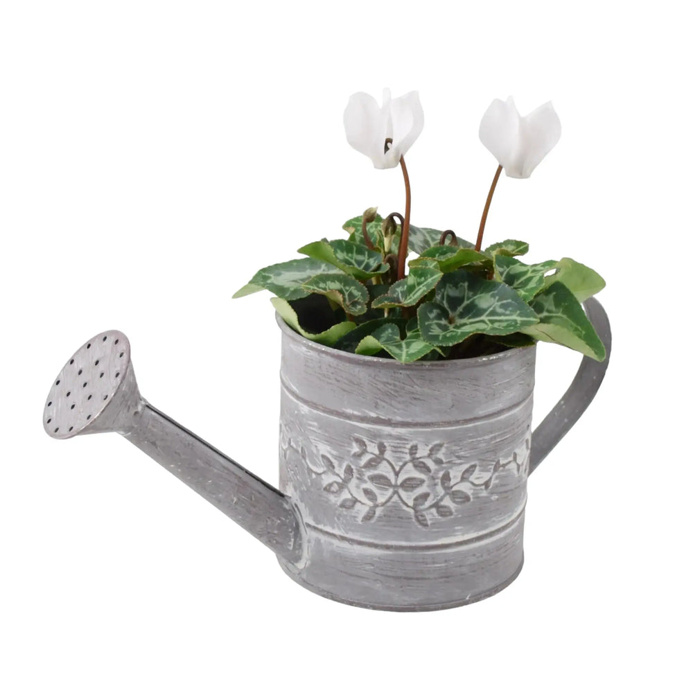 Cyclamen White in Watering Can plants by post