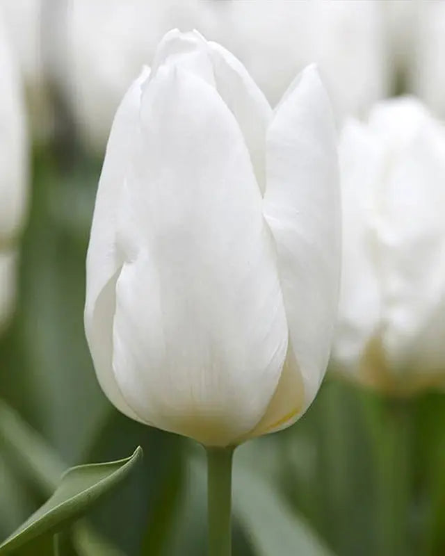 Tulipa White Prince – Pack of 15 White Spring Flowering Tulip Bulbs