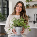 Hedera Variegated Ivy 12cm Pot Plants By Post