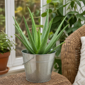 Aloe Vera Plant 12cm Pot for Indoors - Medicinal Houseplant Plants By Post