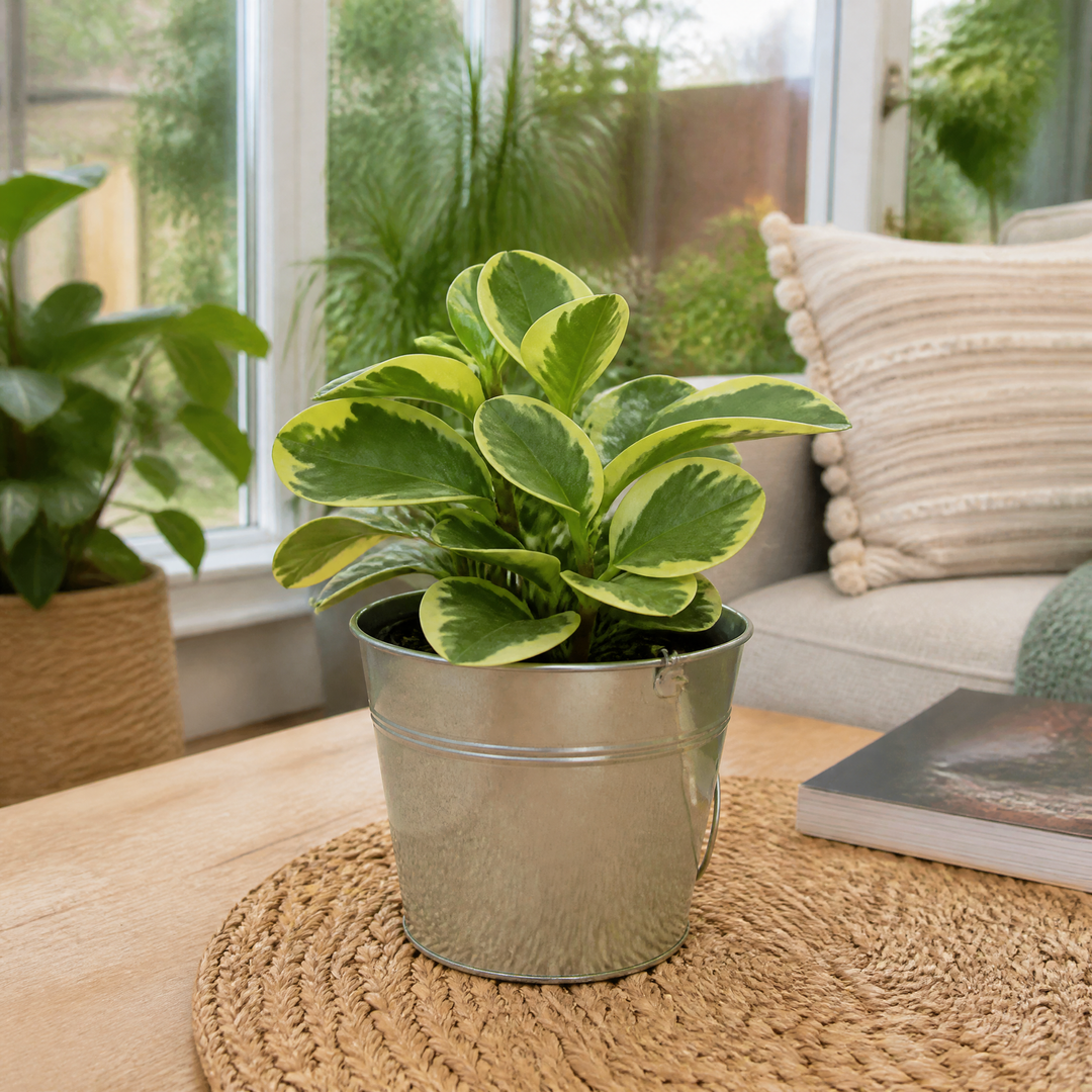 Peperomia Obtusifolia Variegated Radiator Plant 12cm Pot Plants By Post