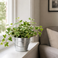 Hedera Variegated Ivy 12cm Pot Plants By Post