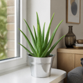Aloe Vera Plant 12cm Pot for Indoors - Medicinal Houseplant Plants By Post