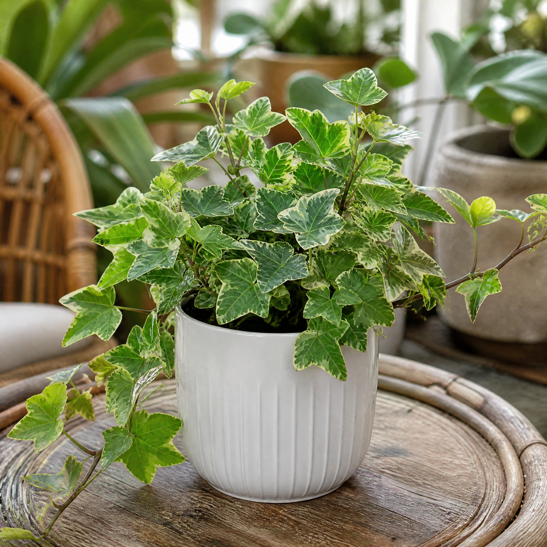 Hedera Variegated Ivy 12cm Pot Plants By Post