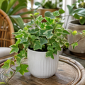 Hedera Variegated Ivy 12cm Pot Plants By Post