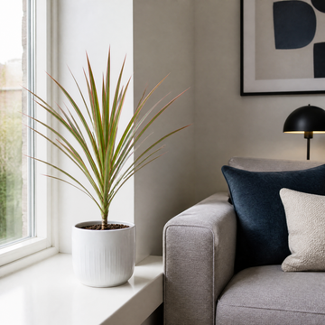 Dracaena Marginata Dragon Tree - 12cm Tropical Houseplant Generic