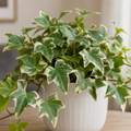 Hedera Variegated Ivy 12cm Pot Plants By Post