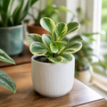 Peperomia Obtusifolia Variegated Radiator Plant 12cm Pot Plants By Post