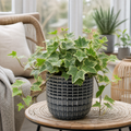 Hedera Variegated Ivy 12cm Pot Plants By Post