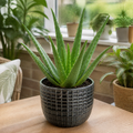 Aloe Vera Plant 12cm Pot for Indoors - Medicinal Houseplant Plants By Post