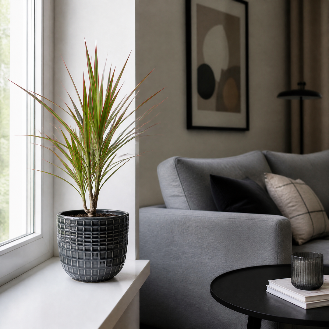 Dracaena Marginata Dragon Tree - 12cm Tropical Houseplant Generic