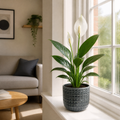 Peace Lily Plant 12cm - Air Purifying Houseplant Elegant Indoor Plant with White Flowers Plants By Post UK