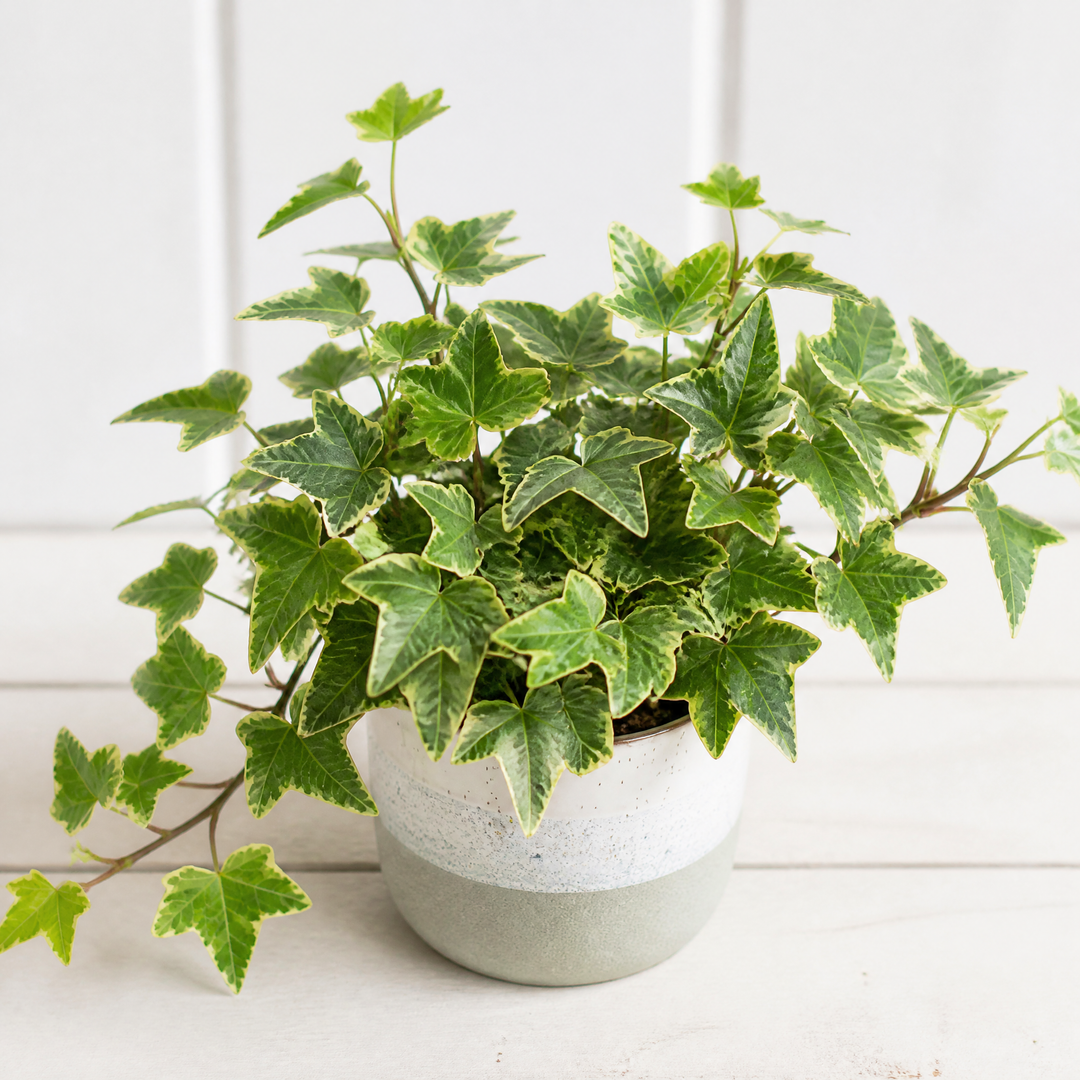 Hedera Variegated Ivy 12cm Pot Plants By Post