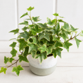 Hedera Variegated Ivy 12cm Pot Plants By Post