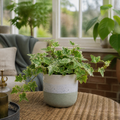 Hedera Variegated Ivy 12cm Pot Plants By Post
