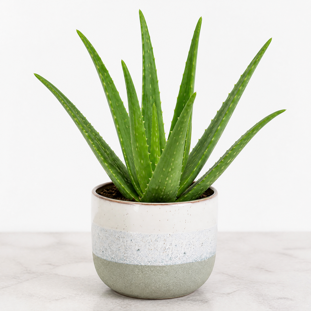 Aloe Vera Plant 12cm Pot for Indoors - Medicinal Houseplant Plants By Post