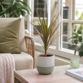 Dracaena Marginata Dragon Tree - 12cm Tropical Houseplant Generic